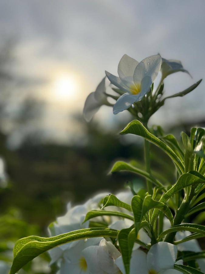 La Plumerias Moalboal Eksteriør billede