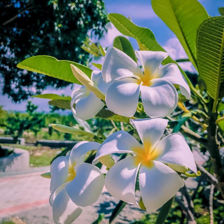 La Plumerias Moalboal Eksteriør billede